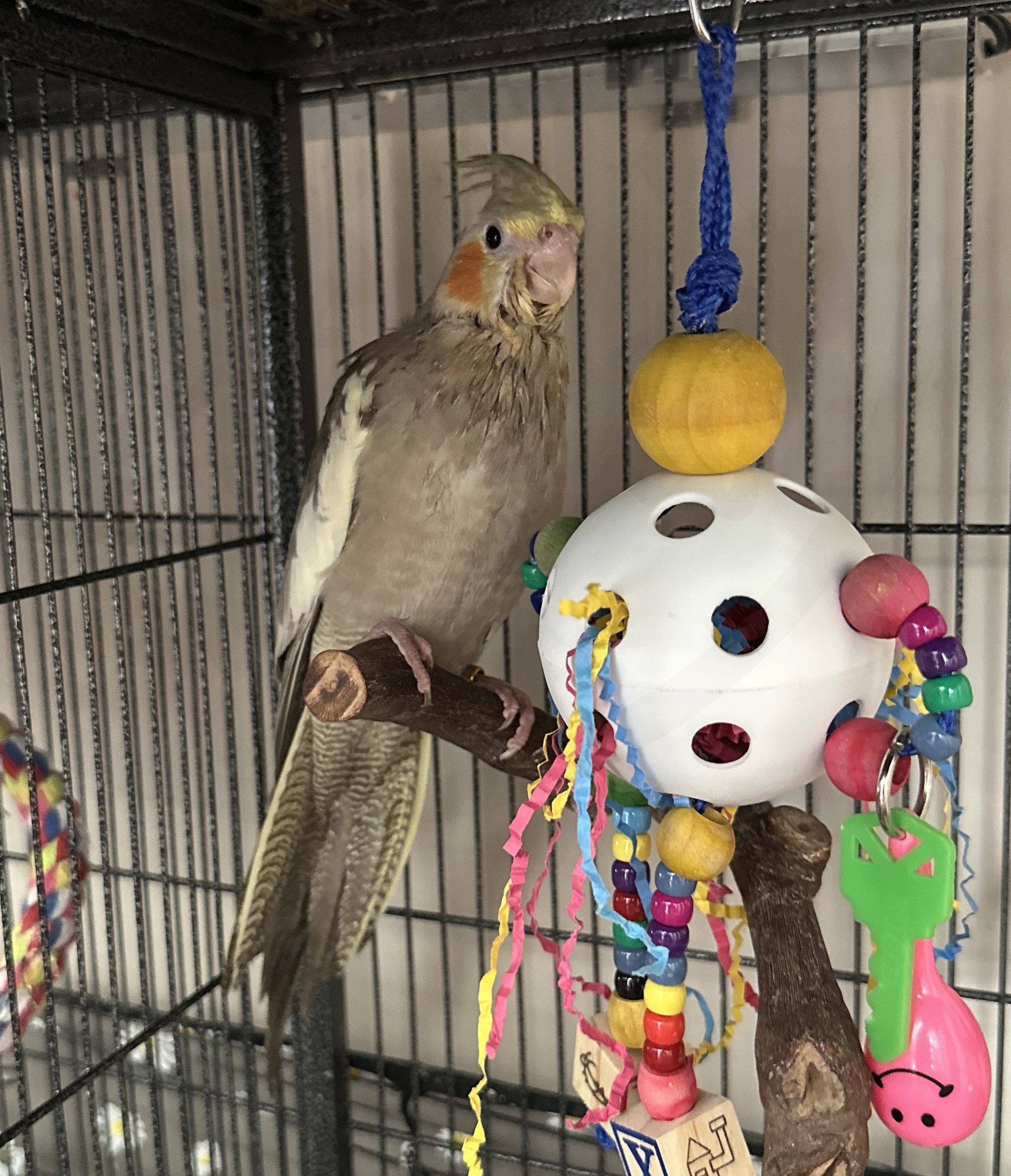 Cockatiel