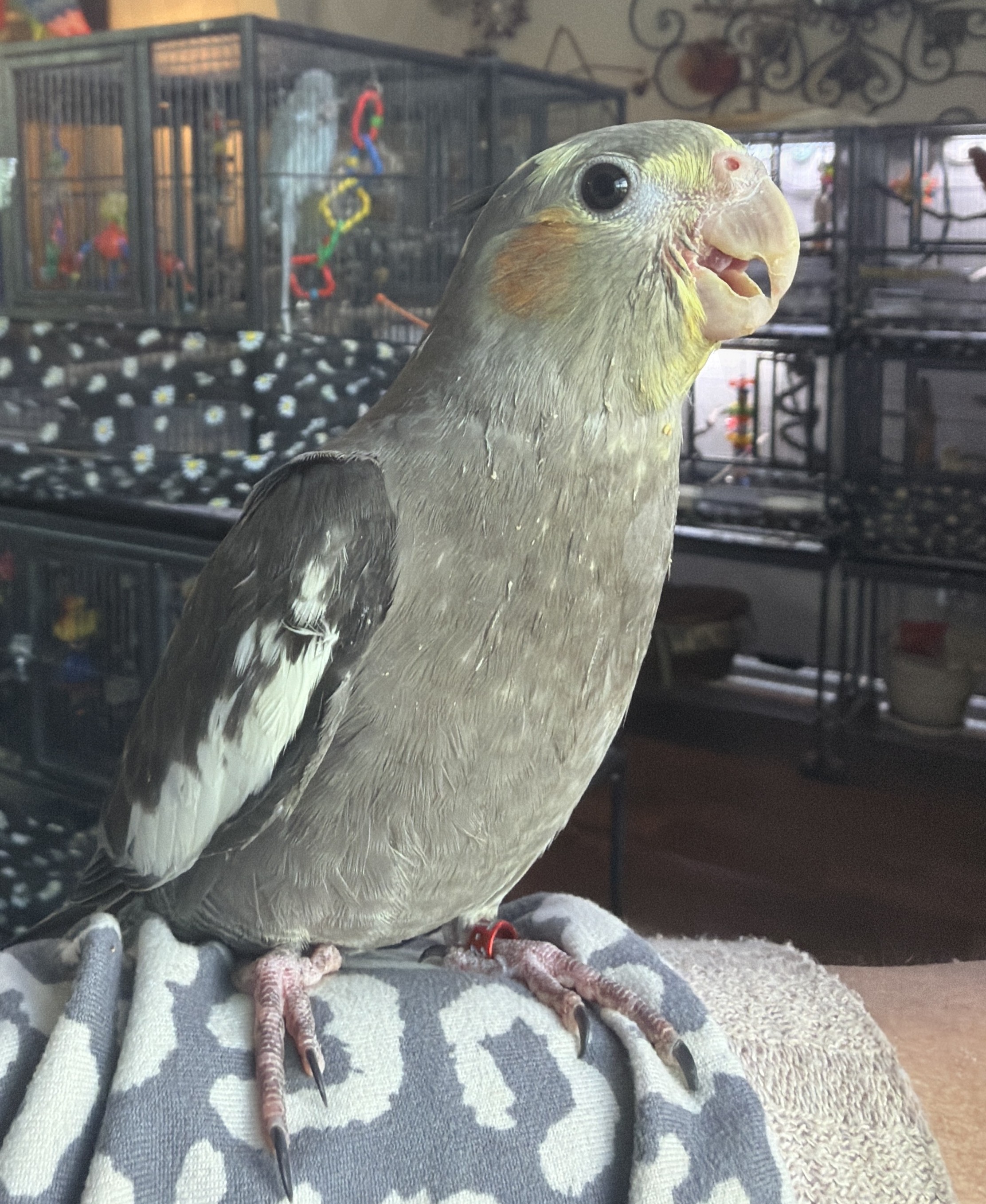 Cockatiel