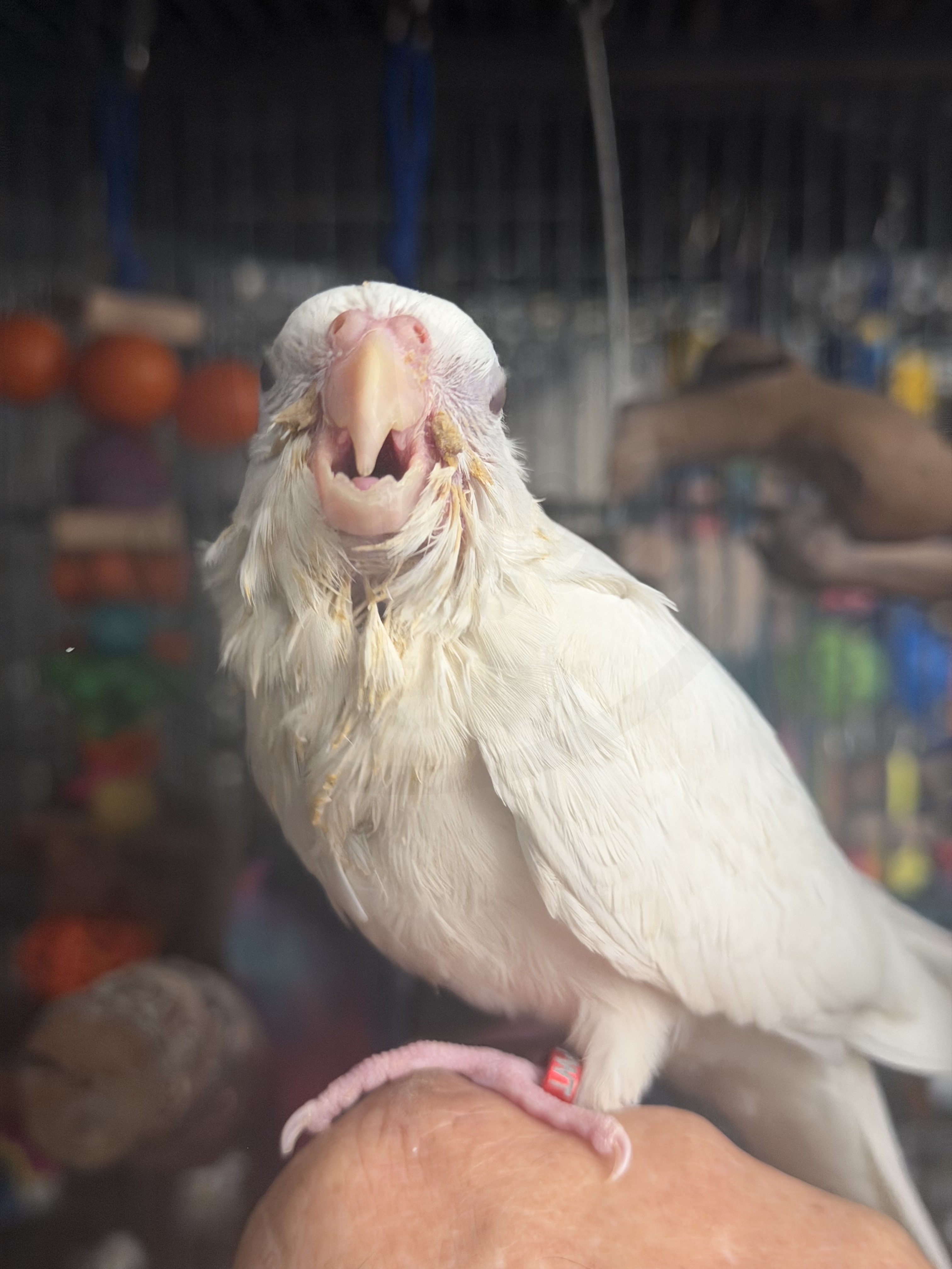 Cockatiel