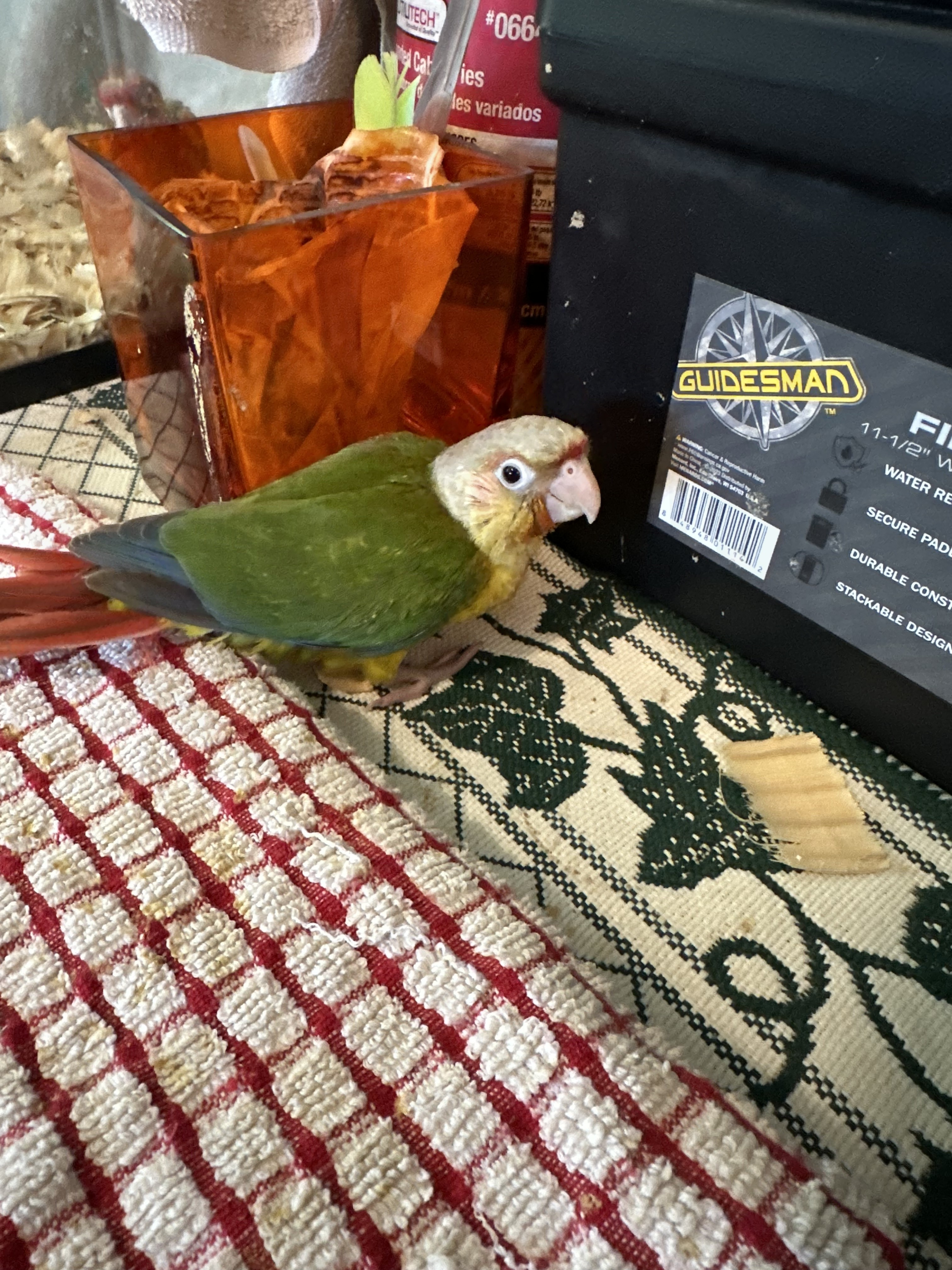 Green-Cheeked Conure