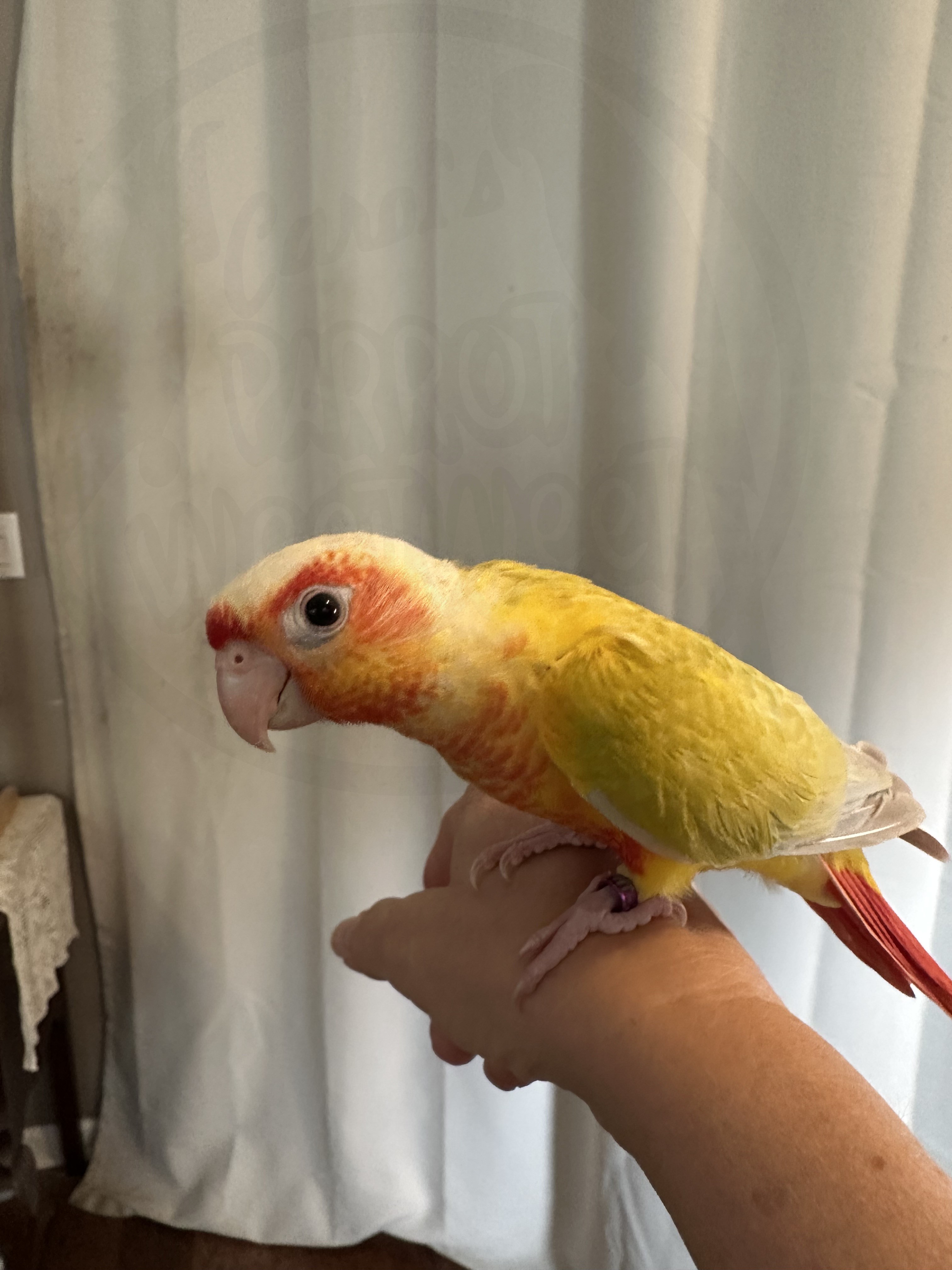 Green-Cheeked Conure