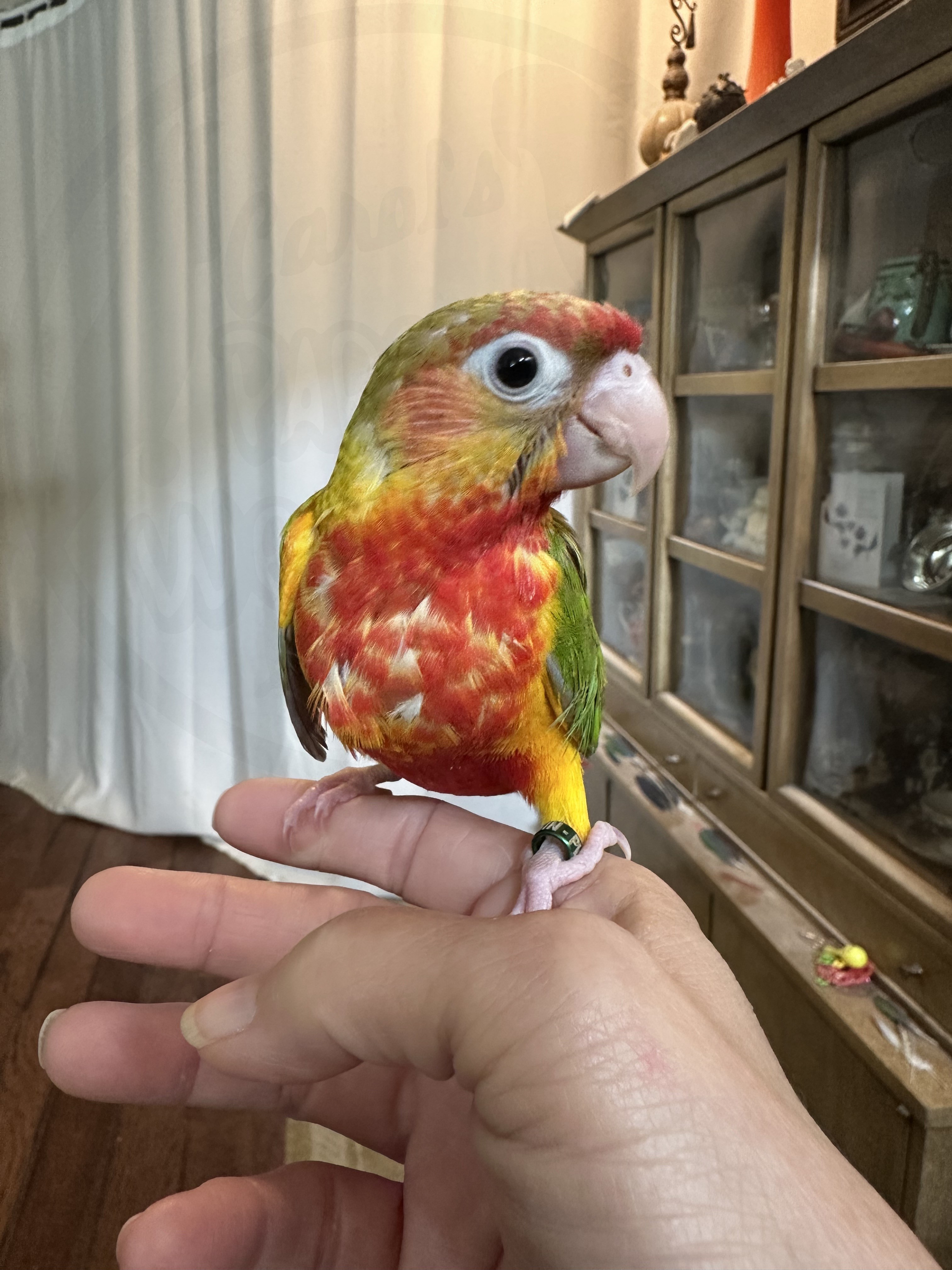 Green-Cheeked Conure