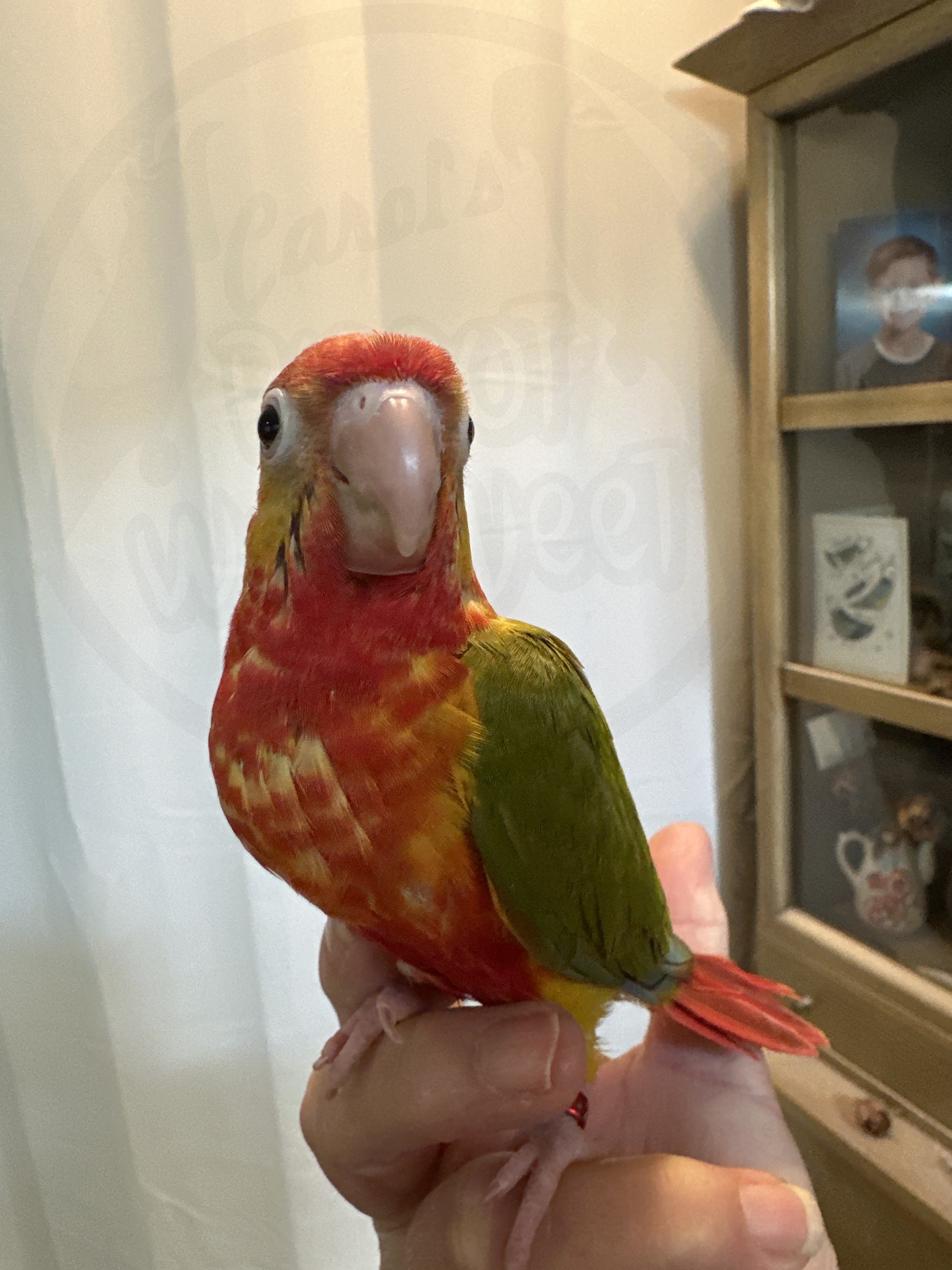 Green-Cheeked Conure
