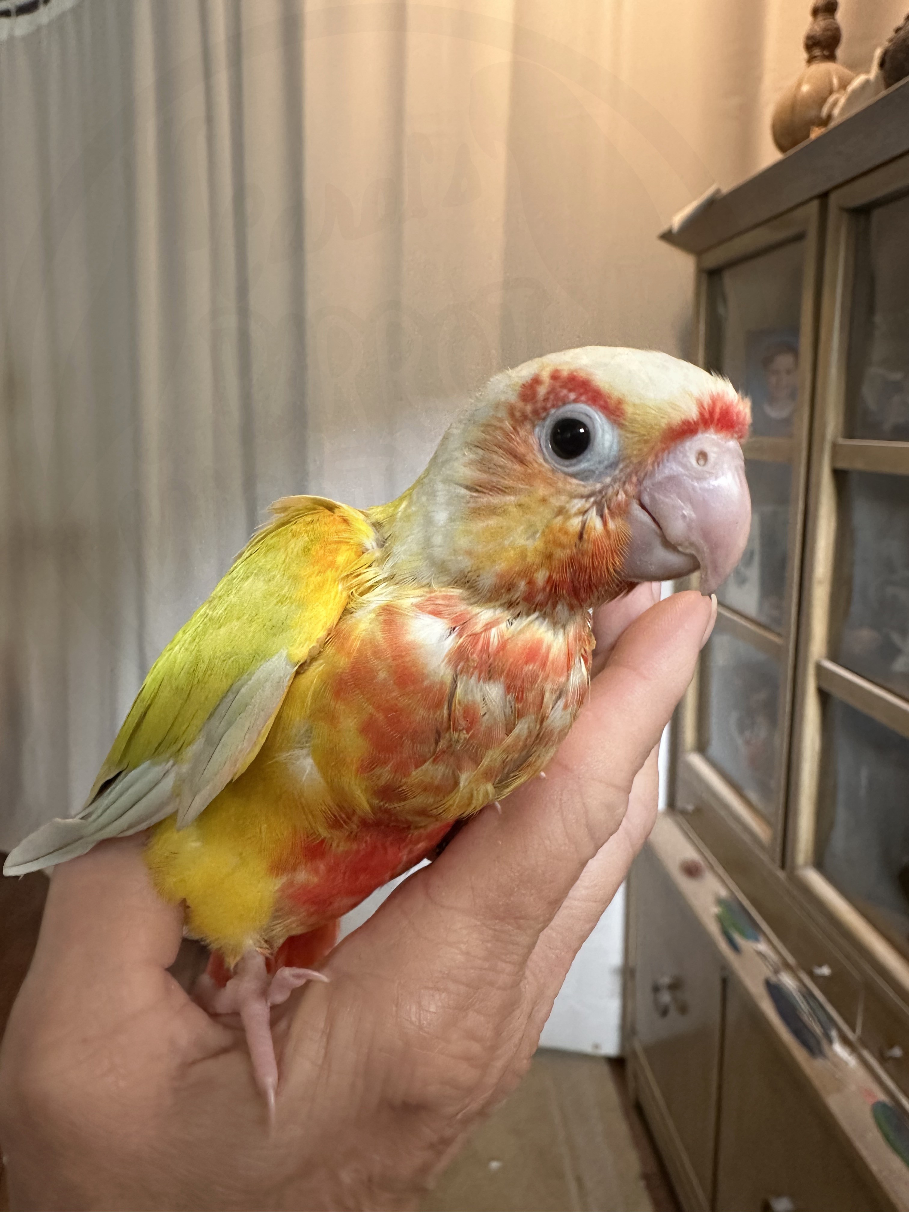Green-Cheeked Conure